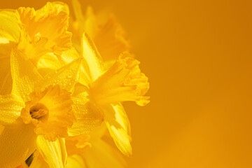 Close up of daffodils flowers on a yellow background. Beautiful yellow spring background for greeting cards and wallpapers