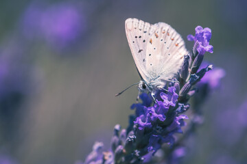 butterfly on lavender flower