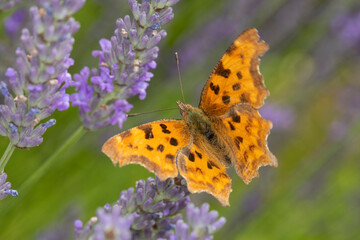 C-Falter auf Lavendel makro Schmetterling © scaleworker