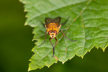 Stilettfliege Thereva nobilitata makro auf Blatt