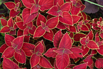 Red Leaves in the Garden, Beautifull Red leaf
