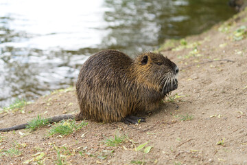 Nutria frisst