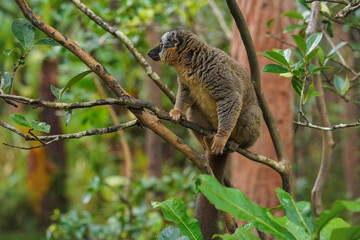 Common brown lemur - Eulemur fulvus - holding on a tree looking to side, blurred forest in background. Lemurs are endemic to Madagascar