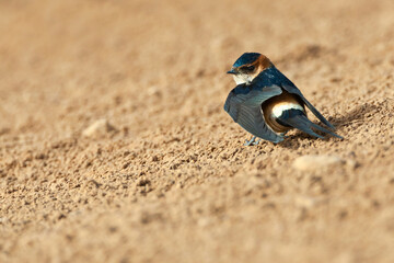 Roodstuitzwaluw, Red-rumped Swallow, Cecropis daurica