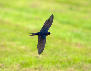 Barn Swallow, Boerenzwaluw, Hirundo rustica