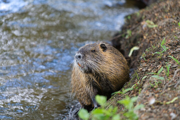 Nutria am Flussufer