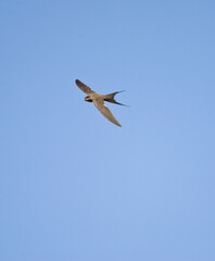 Afrikaanse Palmgierzwaluw, African Palm-swift, Cypsiurus parvus