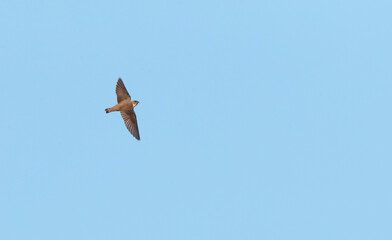 Eurasian Crag Martin, Rotszwaluw, Ptyonoprogne rupestris
