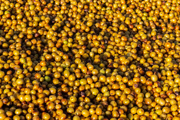 Close up group of yellow coffee berries