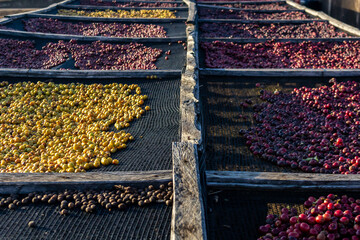 coffee drying yard, with several species of coffee beans, on a farm in the state of São Paulo, Brazil