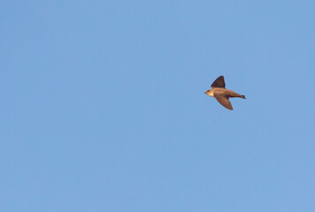 Eurasian Crag Martin, Rotszwaluw, Ptyonoprogne rupestris