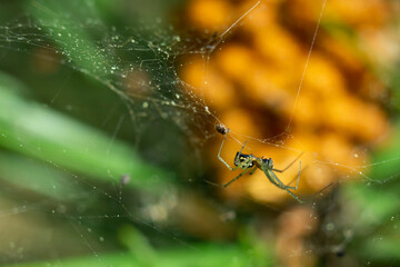 The spider climbs on the web. Blurred silhouette of a spider in a web on a blurred natural green...