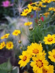 Fototapeta premium a beautiful yellow plant with orange spots on a blurry background of a flower bed. Coreopsis lanceolata. Desktop Wallpapers