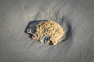 shell on the sand