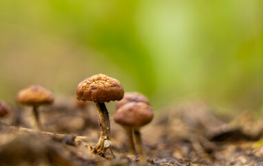 Beautiful closeup of a group of mushrooms growing on tee trunk with light bokeh forest background. Mushroom macro, Mushrooms photo, forest photo, forest background.