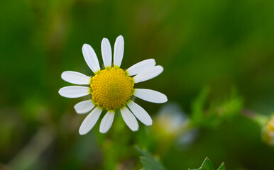 Camomile close-up shot on a green background. Meadow of white Chamomile flowers in the morning sun close up. Herbal medicine.