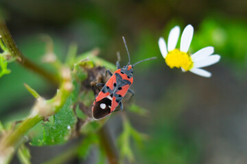 Black-and-Red-bug (Lygaeus equestris) on a camomile. Lygaeus equestris, common name Black-and-Red-bug. Macro photo. 