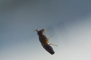 fly macro close-up photo house fly
