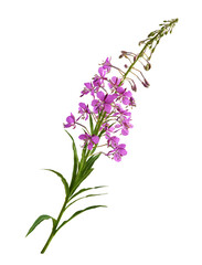 Branch with pink epilobium flowers, buds and green leaves isolated