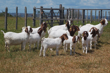 Group of Boer goats grazing in the green pastures of the farm in a sunny day.