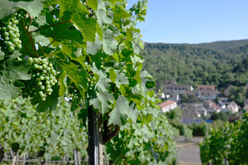 Fototapeta na wymiar Vineyard and Village in Europe
