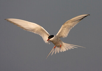 Common Tern, Visdief, Sterna hirundo