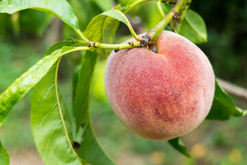 The peach grows on a tree. Fruit is fresh, juicy, mature. Summer season, closeup.