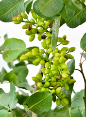 photo of fresh pistachios on a tree