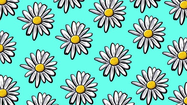 Animated hand drawn daisy pattern design. Daisy flower animation. 4k video of white flowers chamomile flower texture on blue gradient background.