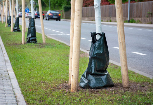 Bew&auml;sserung von Jungb&auml;umen durch Tr&ouml;pfchenbew&auml;sserung mit Wassers&auml;cken &ndash; Irrigation of young trees by drip irrigation with water bags