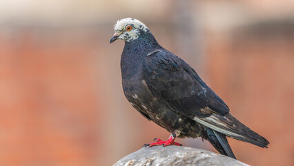 Rock dove