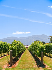 Fototapeta na wymiar Vertical composition rows of grape vines leading towards distant hills under blue sky.