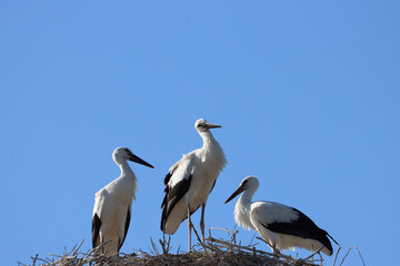 In the nest, the stork chicks were a symbol of new beginnings and hope.