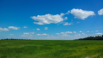 Fototapeta na wymiar Green field with young shoots against the blue sky.