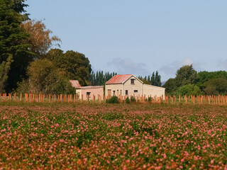 Fototapeta na wymiar Rustic old wooden farm building across field of wildflowers