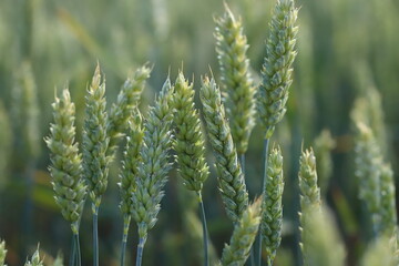 Green wheat field. Green ear of wheat close up. Selective focus, blurred background. The concept of a good harvest.
