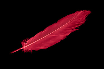 a red goose feather on a black isolated background - obrazy, fototapety, plakaty
