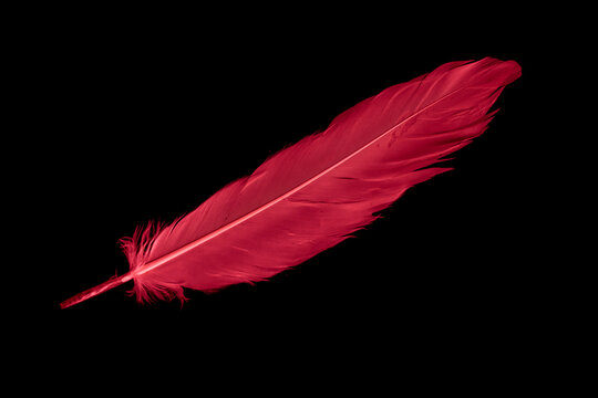 Fototapeta a red goose feather on a black isolated background