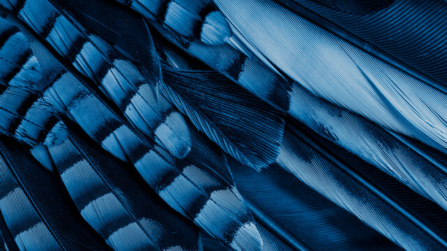 blue and black jay feathers. background or texture