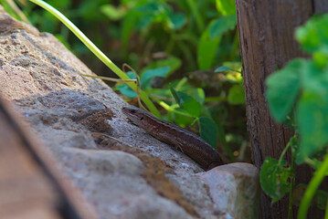 Viviparous lizard close up. Brown beautiful lizard on a stone parapet in macro mode. The lizard sits on a stone.