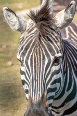 Fototapeta na wymiar Zebra muzzle close-up on a sunny day. Hippotigris.