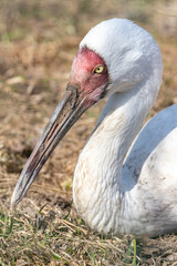 Sterkh. The white crane. Grus leucogeranus.