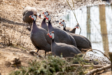 An ordinary guinea fowl. Numida meleagris. Domestic guinea fowl.
