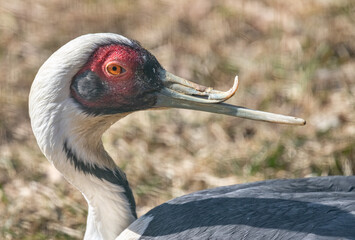 The Daurian crane. Grus vipio. Close-up.
