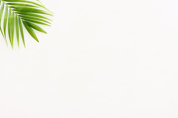 Fototapeta na wymiar Image of tropical green palm over white wooden background