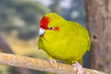 A red-browed jumping parrot. New Zealand kakarik. Cyanoramphus novaezelandiae.