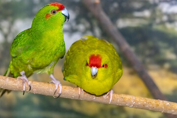 A red-browed jumping parrot. New Zealand kakarik. Cyanoramphus novaezelandiae.