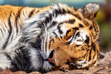 The Amur tiger. The Ussuri tiger. Panther tigris tigris. Panthera tigris altaica.