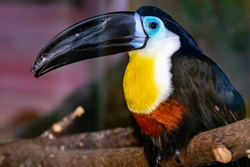 Toucan-ariel.  Black-billed toucan. Ramphastus vitellinus.