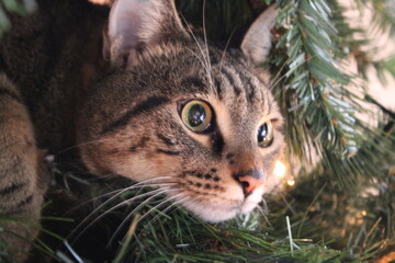 Bellissimo gatto domestico di razza europea, nascosto tra i rami di un albero di Natale. Anche gli...